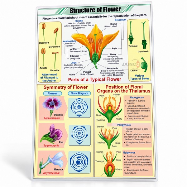 Structure of Flower Chart